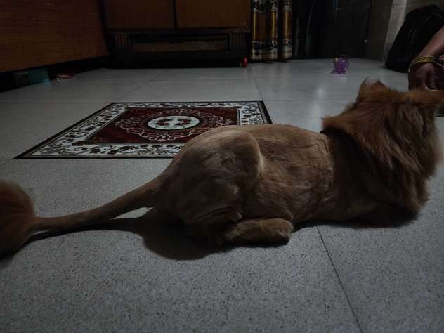 Persian Dogs For Mating In Delhi