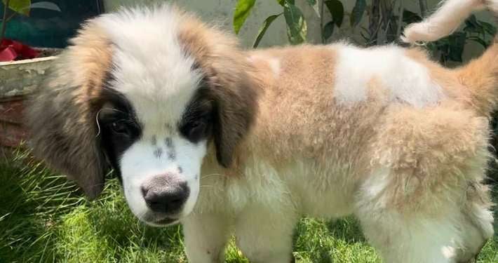 Saint Bernard For Sale In Bilaspur CG