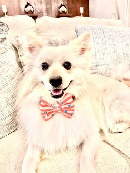 German Spitz Dogs For Mating In Bhubaneswar