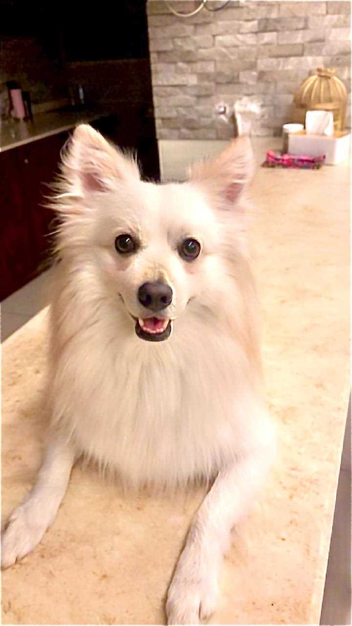 German Spitz Dogs For Mating In Bhubaneswar