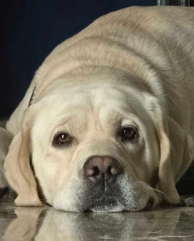 Labrador Retriever Dogs For Mating In Delhi
