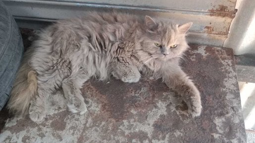 Persian For Adoption In Indore