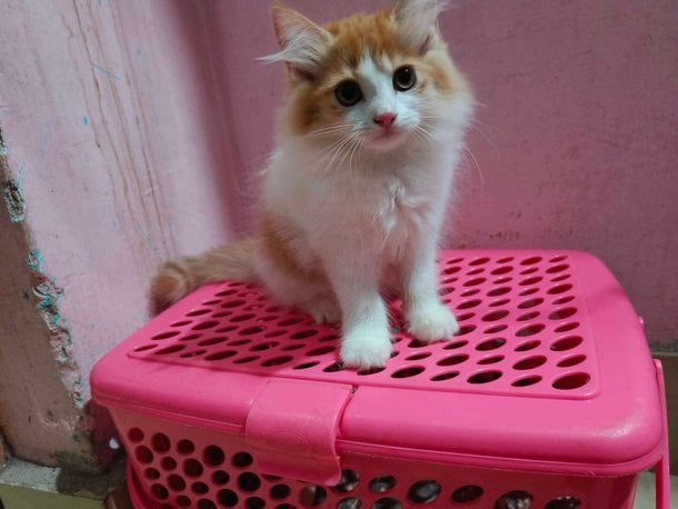 Persian For Sale In Dhenkanal