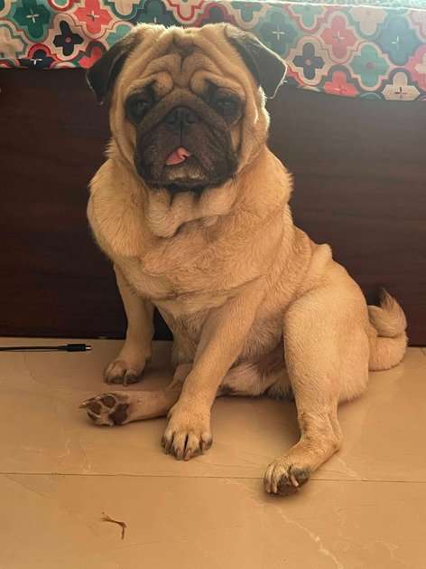Pug Dogs For Mating In Bangalore
