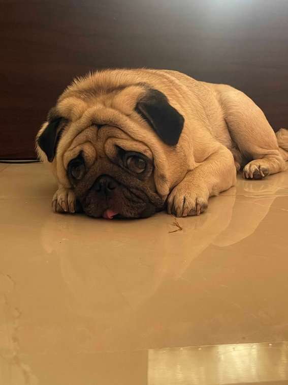 Pug Dogs For Mating In Bangalore