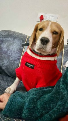 Beagle Dogs For Mating In Mohali
