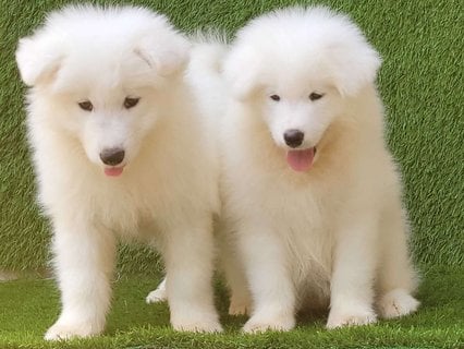 Samoyed For Sale In Ludhiana