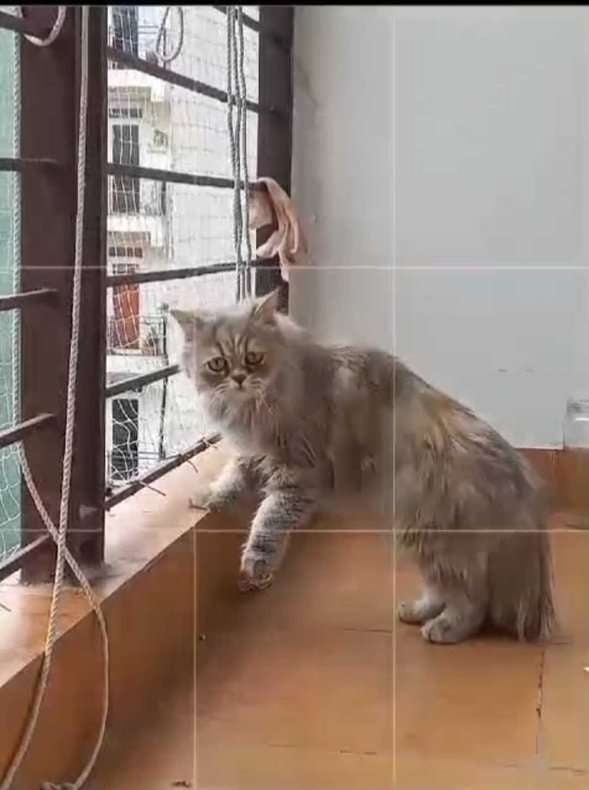 Persian For Adoption In Dehradun