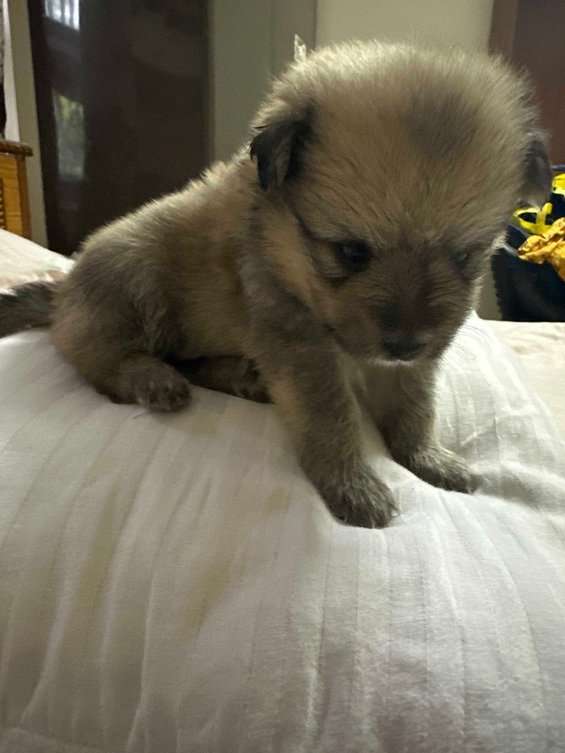 Culture Pomeranian For Sale In Kanpur