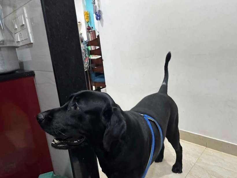 Labrador Retriever Dogs For Mating In Delhi