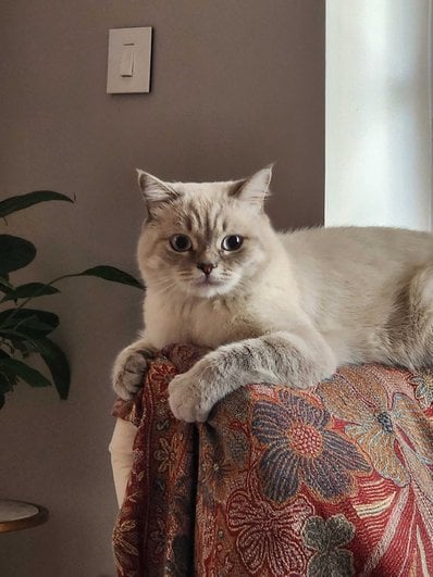 British Shorthair Dogs For Mating In Gurgaon