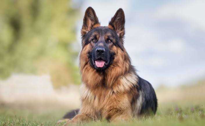 German Shepherd Dogs For Mating In Delhi