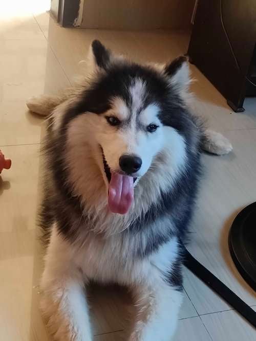 Siberian Husky Dogs For Mating In Guwahati