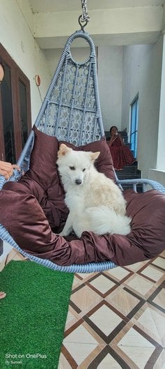 Pomeranian Dogs For Mating In Sangareddy