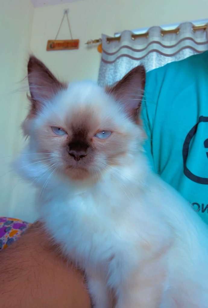 Himalayan For Sale In Bangalore