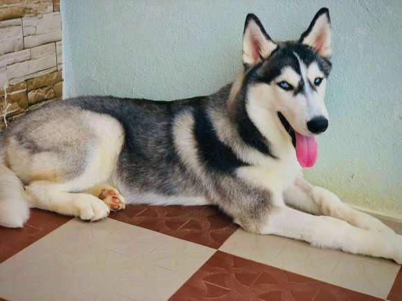 Siberian Husky For Adoption In Guntur