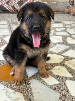 German Shepherd For Sale In Gurgaon