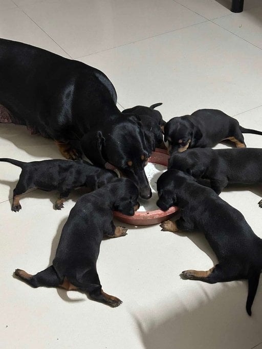 Dachshund For Sale In Ahmedabad