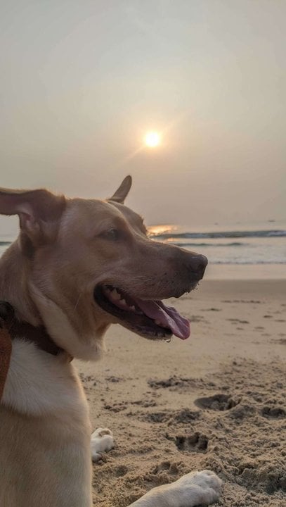 Labrador Retriever Dogs For Mating In Visakhapatnam