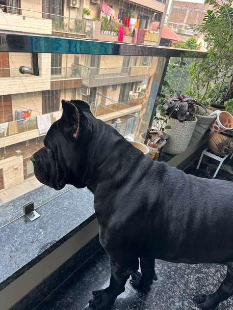 Cane Corso Dogs For Mating In Delhi