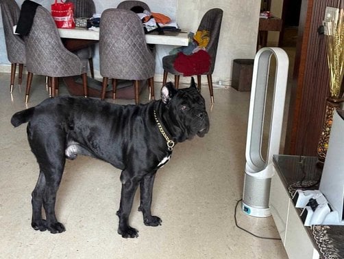 Cane Corso Dogs For Mating In Delhi