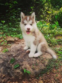 Siberian Husky For Sale In Thiruvananthapuram
