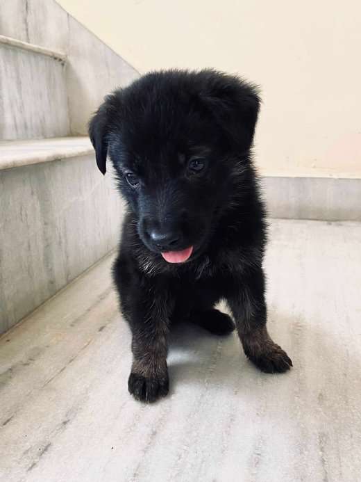 German Shepherd For Sale In Rohtak