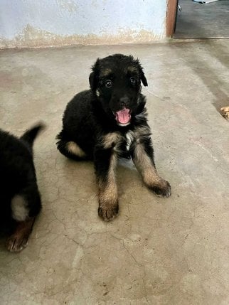 German Shepherd For Sale In Varanasi