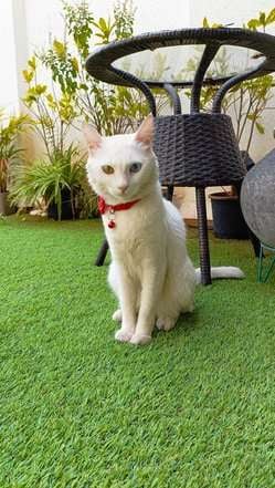 Himalayan Dogs For Mating In Pune