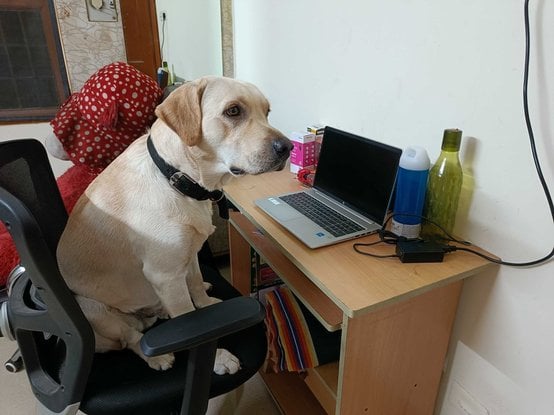 Labrador Retriever Dogs For Mating In Chennai