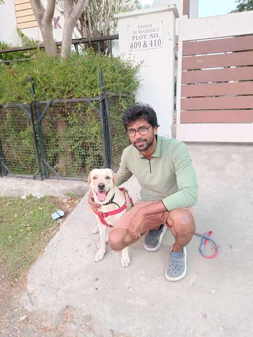Labrador Retriever Dogs For Mating In Chennai