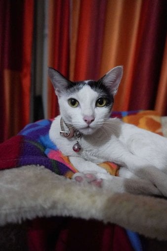 Indian Breed For Adoption In Bhubaneswar