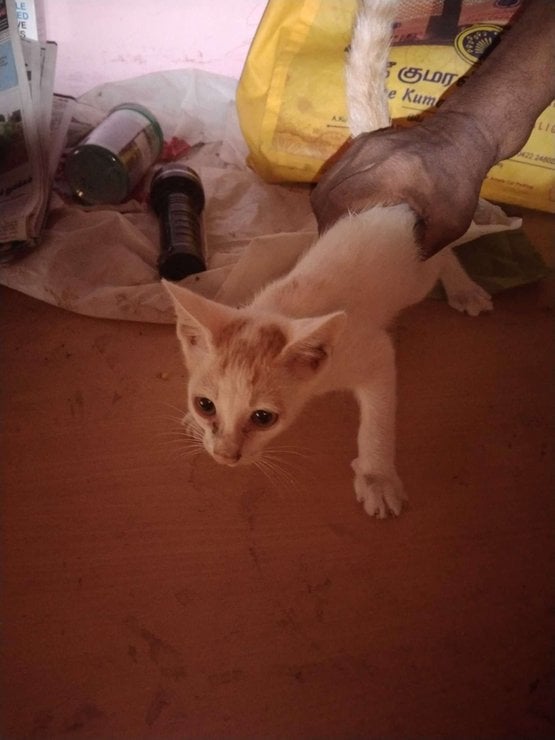 Indian Breed For Adoption In Coimbatore