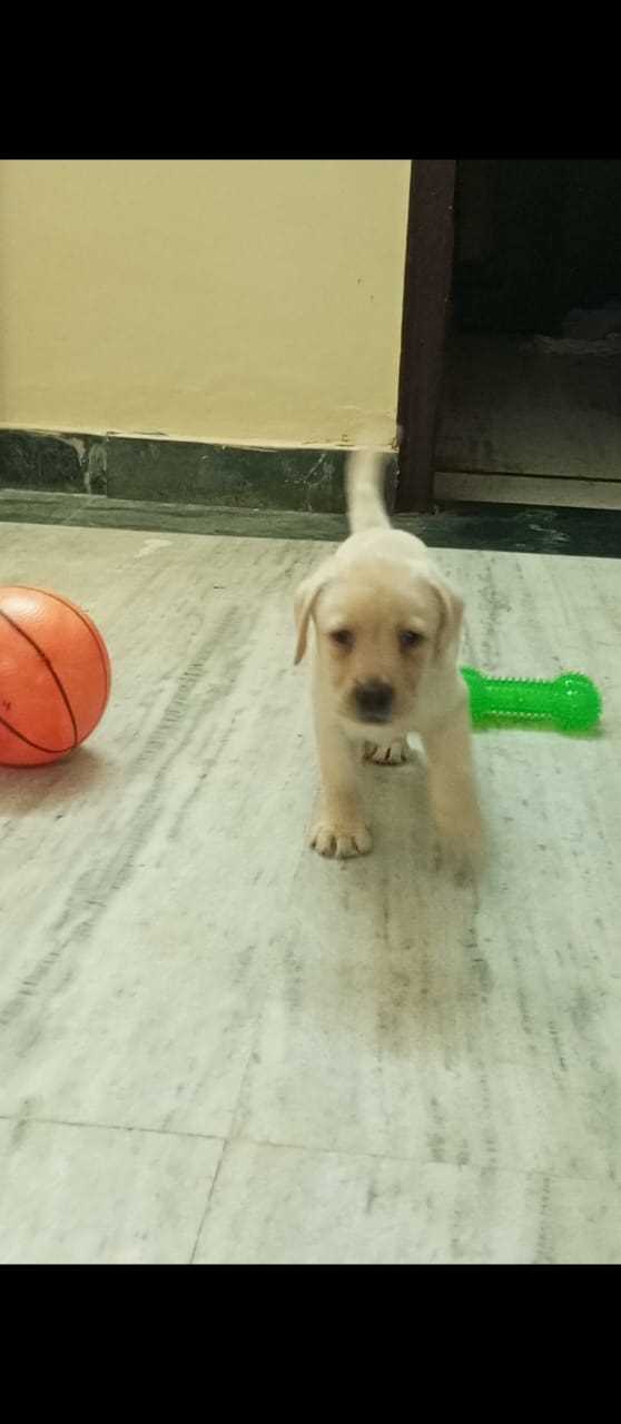 Labrador Retriever For Sale In Ghaziabad