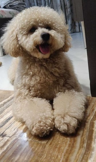 Poodle Dogs For Mating In Mumbai