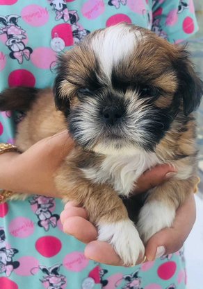Lhasa Apso For Sale In Karnal