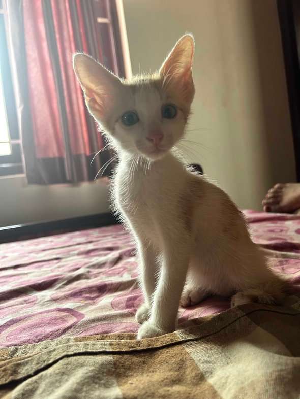 Indian Breed For Adoption In Coimbatore