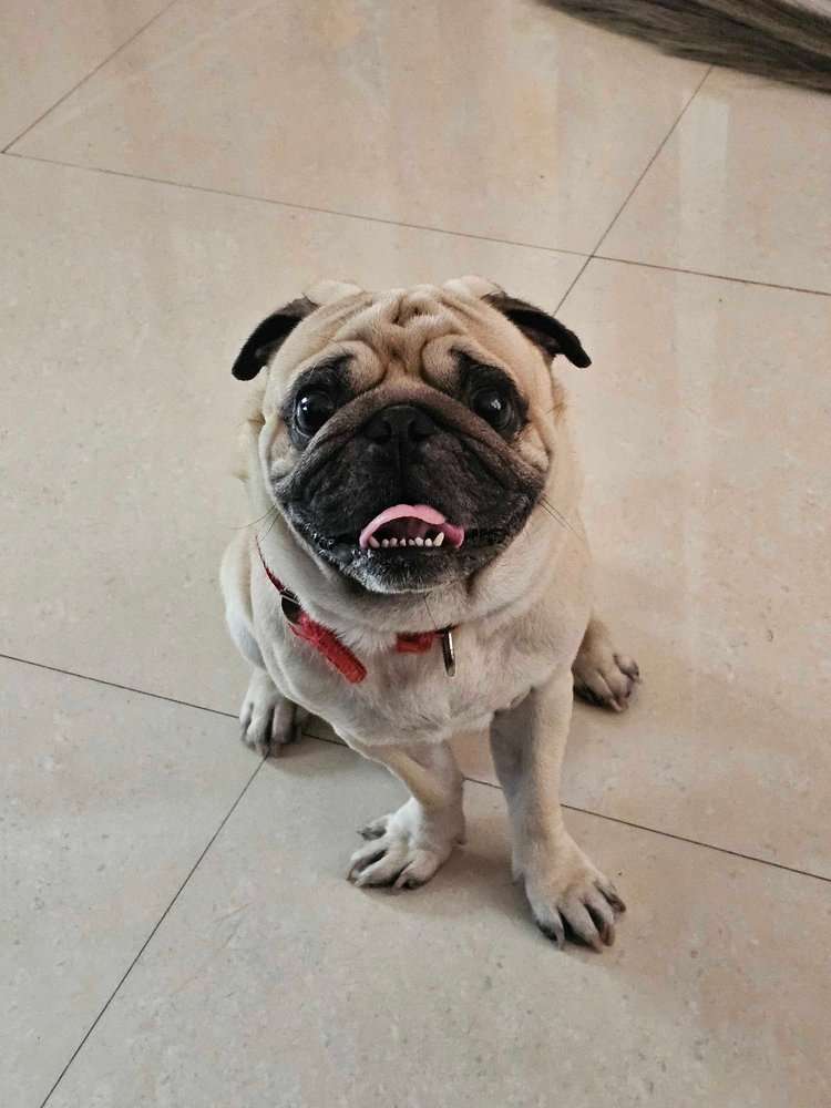 Pug Dogs For Mating In Dehradun