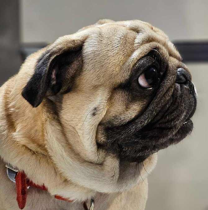 Pug Dogs For Mating In Dehradun