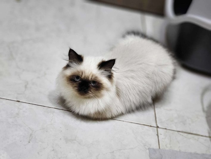 Himalayan Dogs For Mating In Mumbai