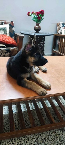 German Shepherd For Sale In Shimoga