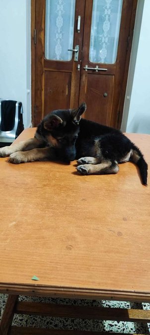 German Shepherd For Sale In Shimoga