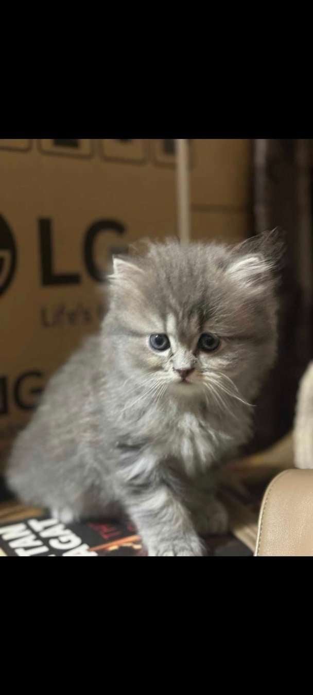 Persian For Sale In Indore