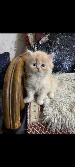 Persian For Sale In Indore
