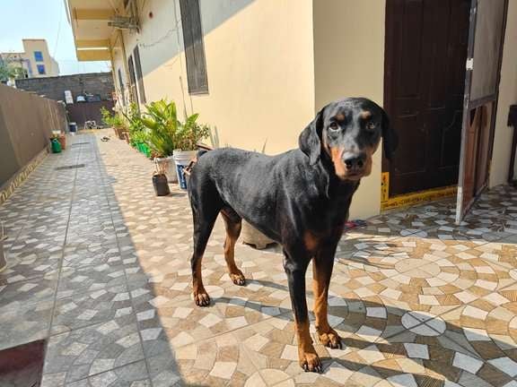 Doberman Pinscher Dogs For Mating In Hyderabad