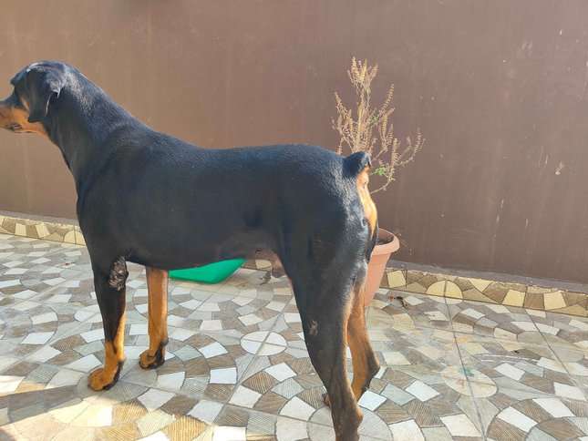 Doberman Pinscher Dogs For Mating In Hyderabad