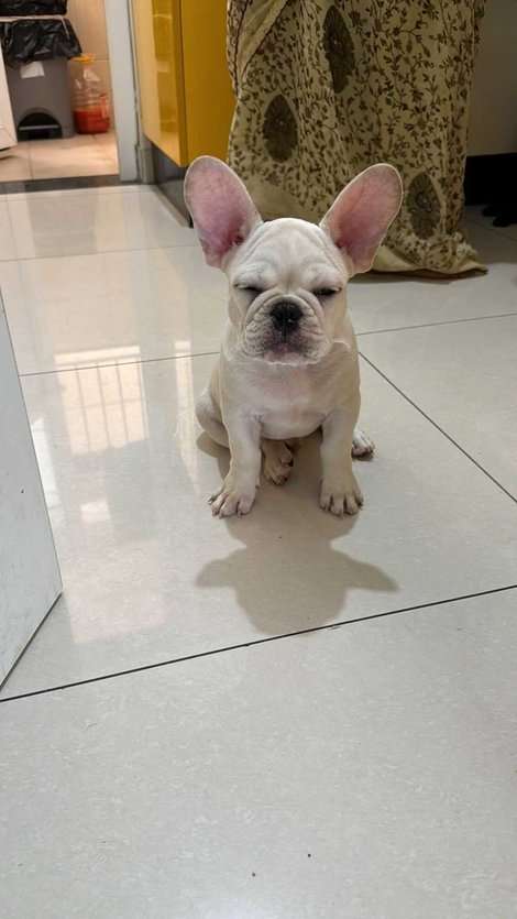 French Bulldog For Sale In Bangalore