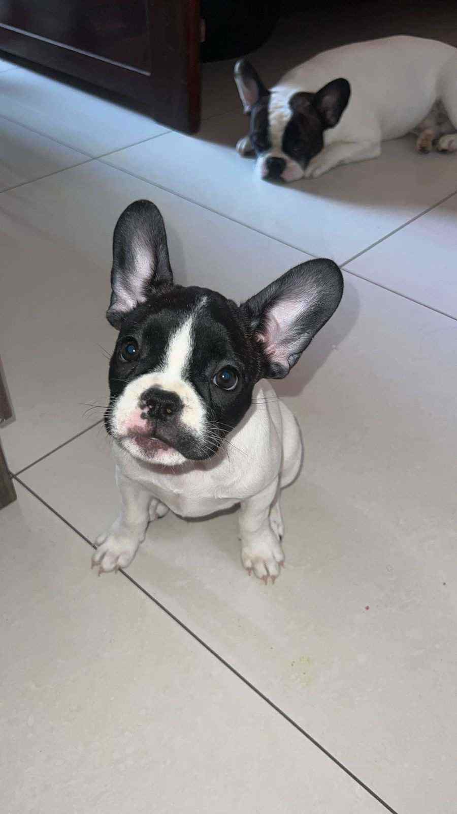 French Bulldog For Sale In Bangalore