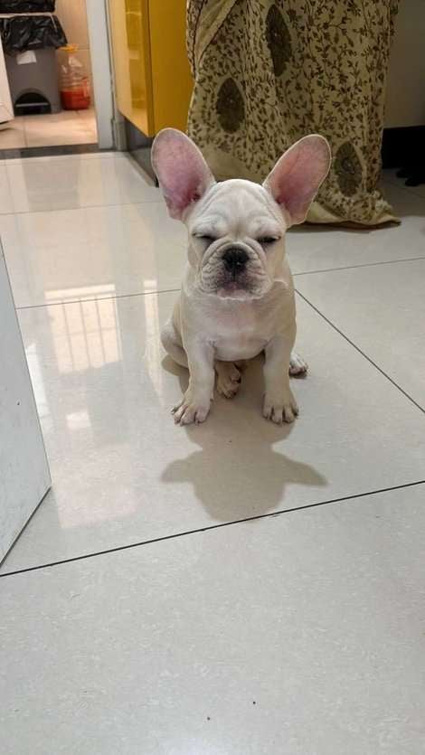 French Bulldog For Sale In Bangalore