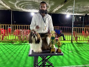 Shih Tzu Dogs For Mating In Bangalore